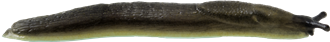 Arion distinctusTRÄDGÅRDSSNIGEL3,9 × 30,1 mm
